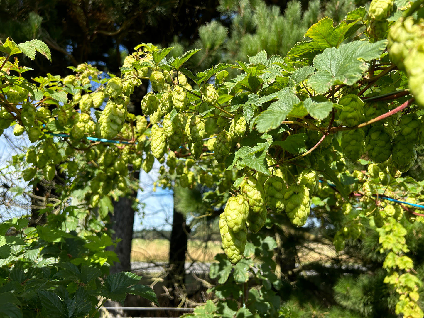 Bombastic Hop Plant