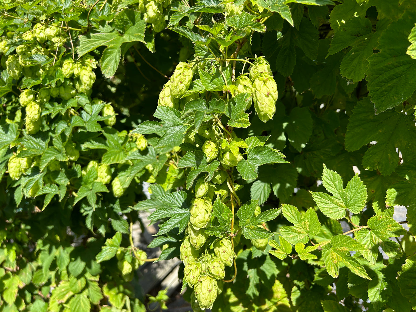 Bombastic Hop Plant
