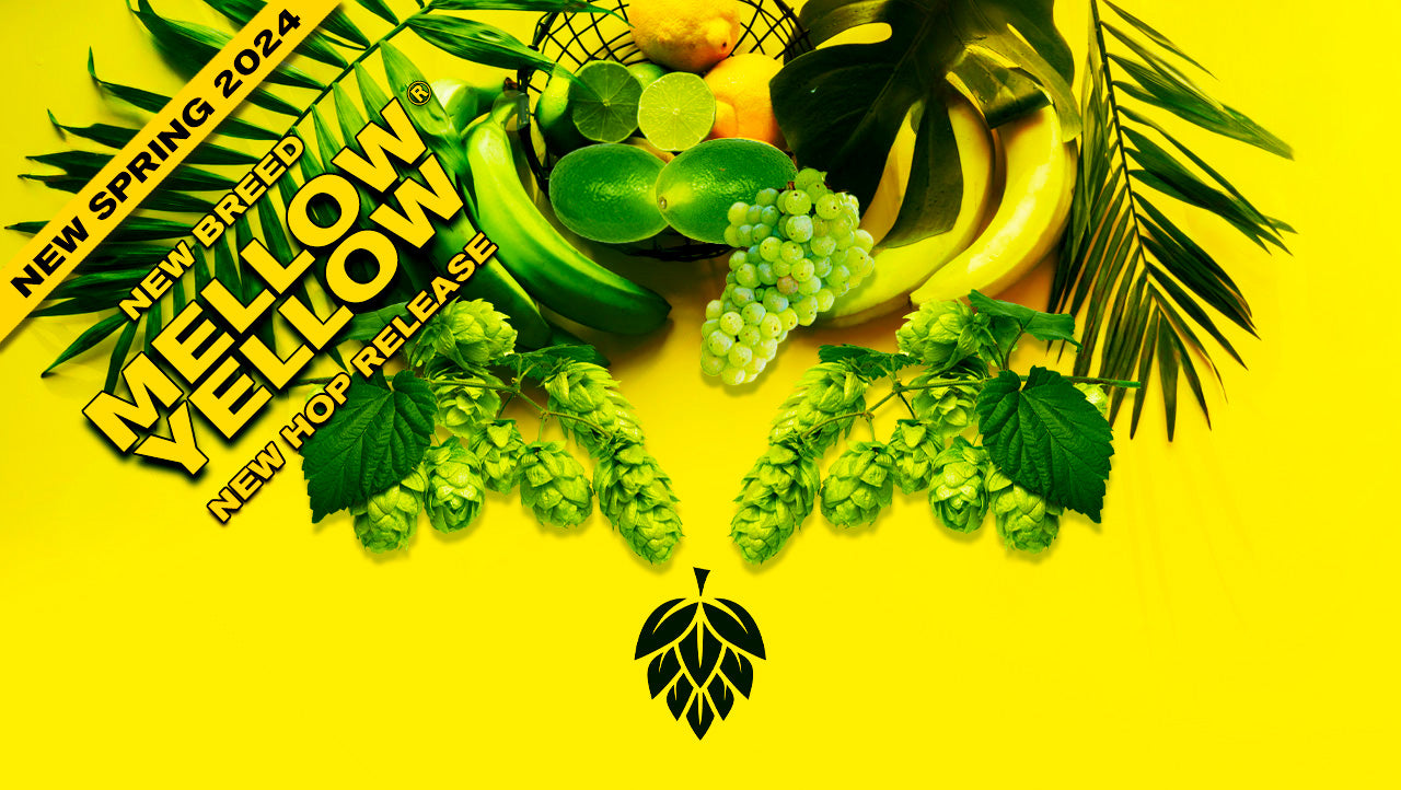 Mellow Yellow Hop Plant