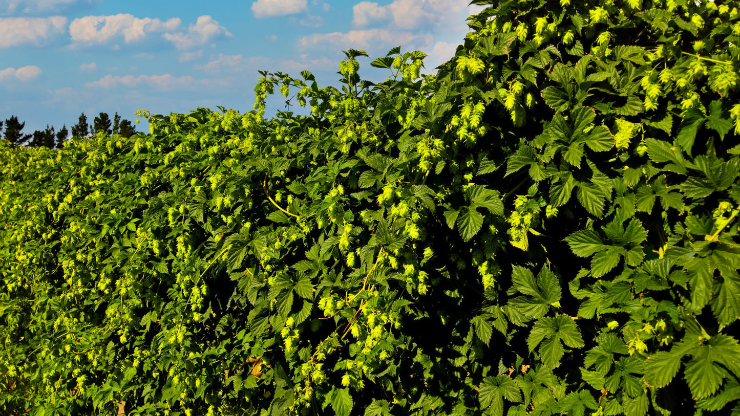 Rakau Hop Plant
