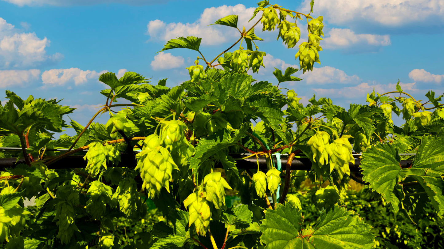 Rakau Hop Plant