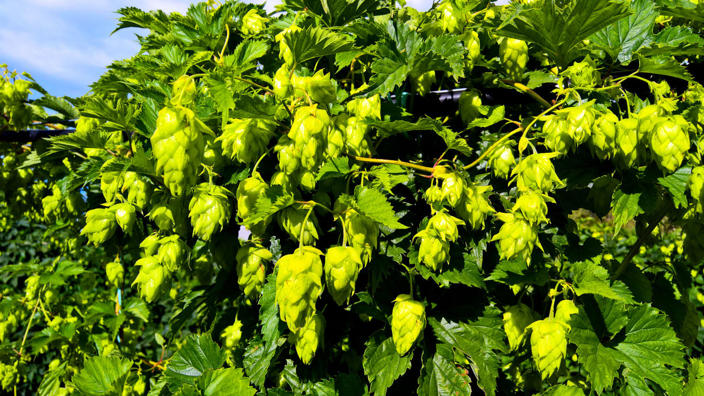 Rakau Hop Plant