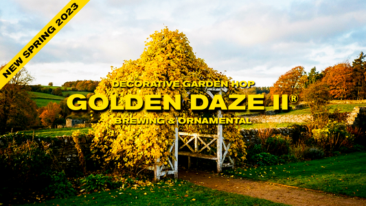 Golden Daze® Hop Plant