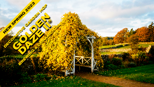 Golden Daze® Hop Plant