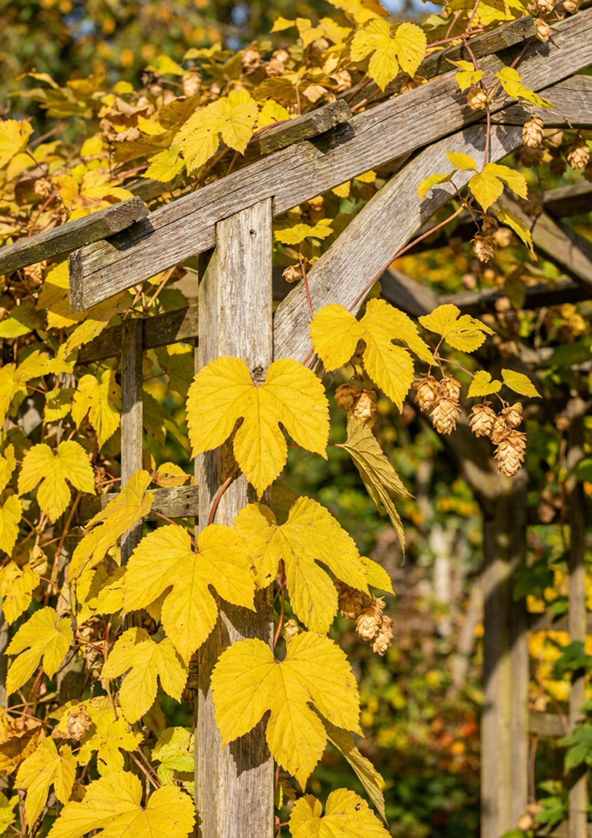Golden Daze® Hop Plant