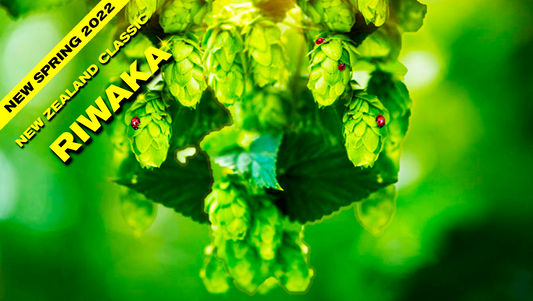 Riwaka Hop Plant