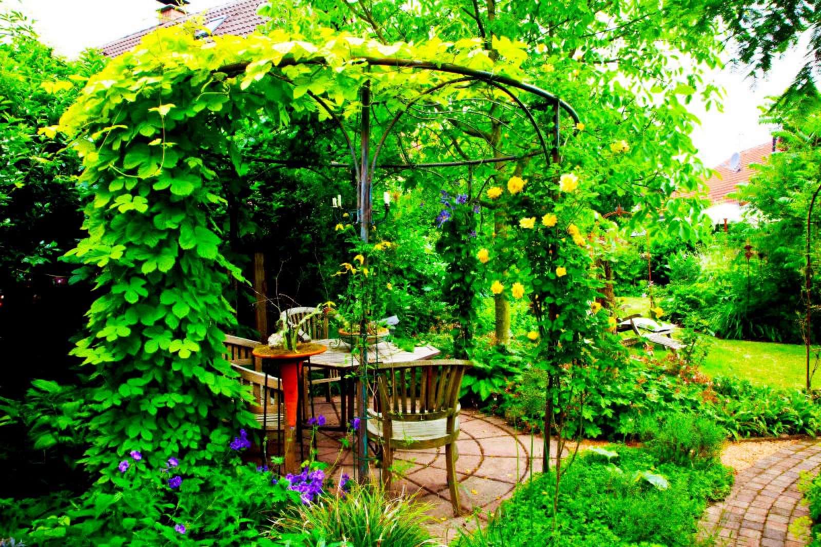 hops plant trellis Golden Daze® Hop Plant – Wild About Hops